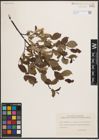 Foto von Salix herbacea L. x Salix phylicifolia L. x Salix polaris Wahlenb.